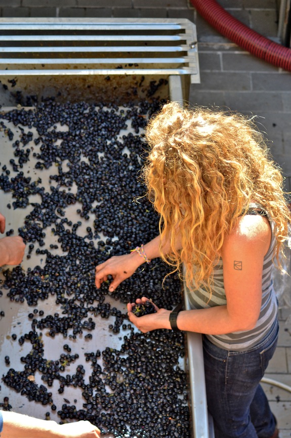 arianna-sorting-grapes.jpg
