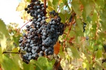 grapes.jpg