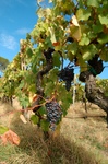 on-the-vine.jpg