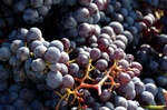 sangiovese.jpg